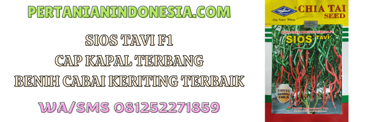 sios tavi,f1,hibrida,cabe sios tavi,bisi,cap kapal terbang,pertanian indonesia